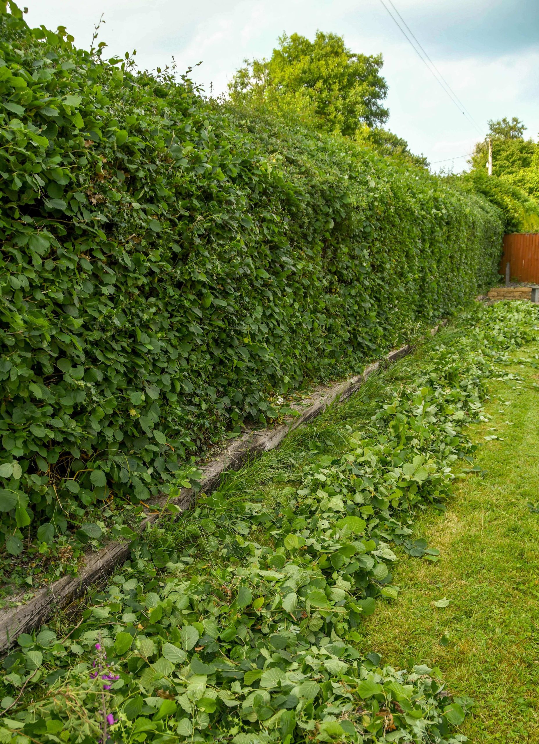 Garden Maintenance Sutton SM1/SM2