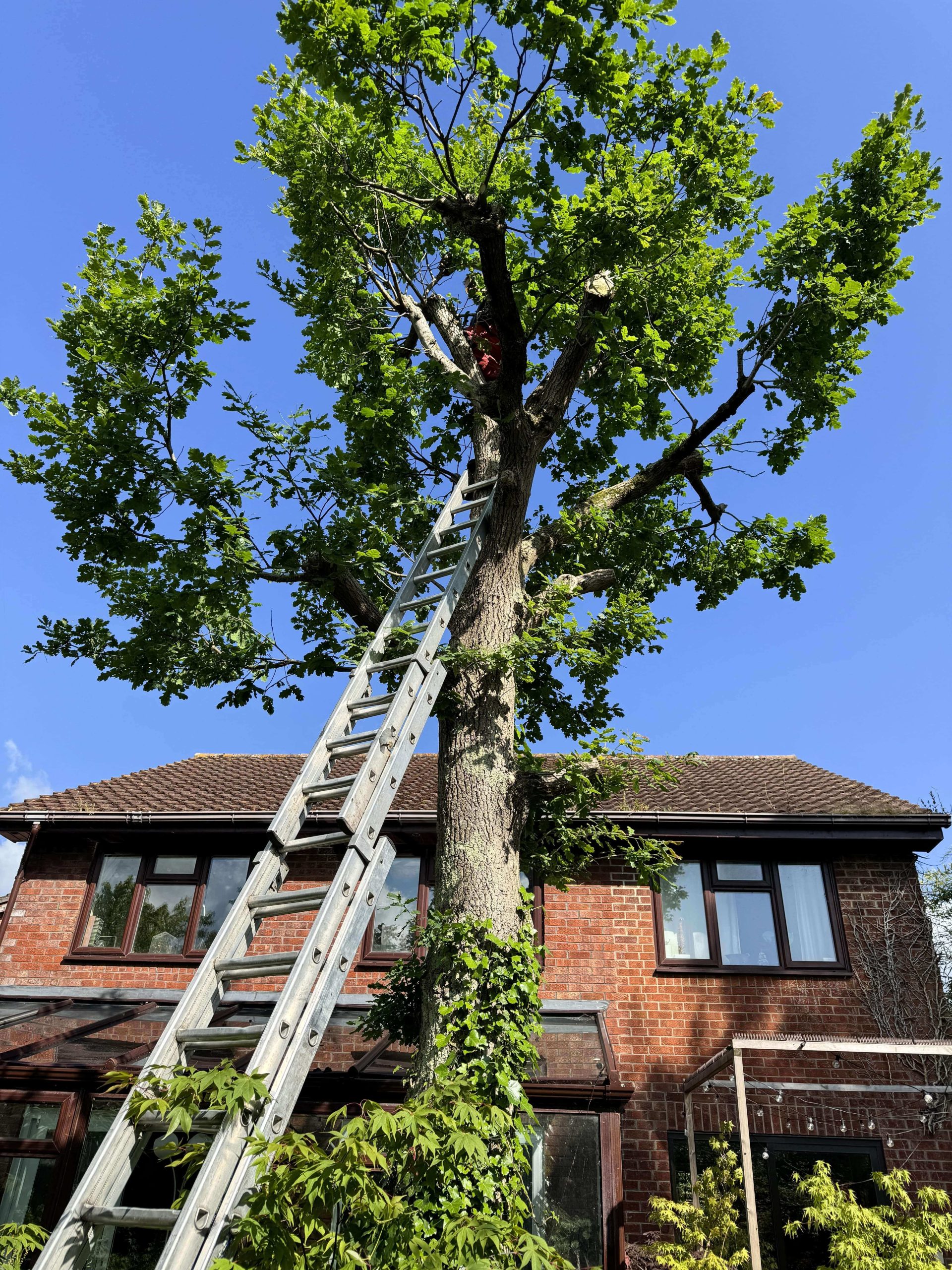 Arborists/Tree Services Sutton SM1/SM2