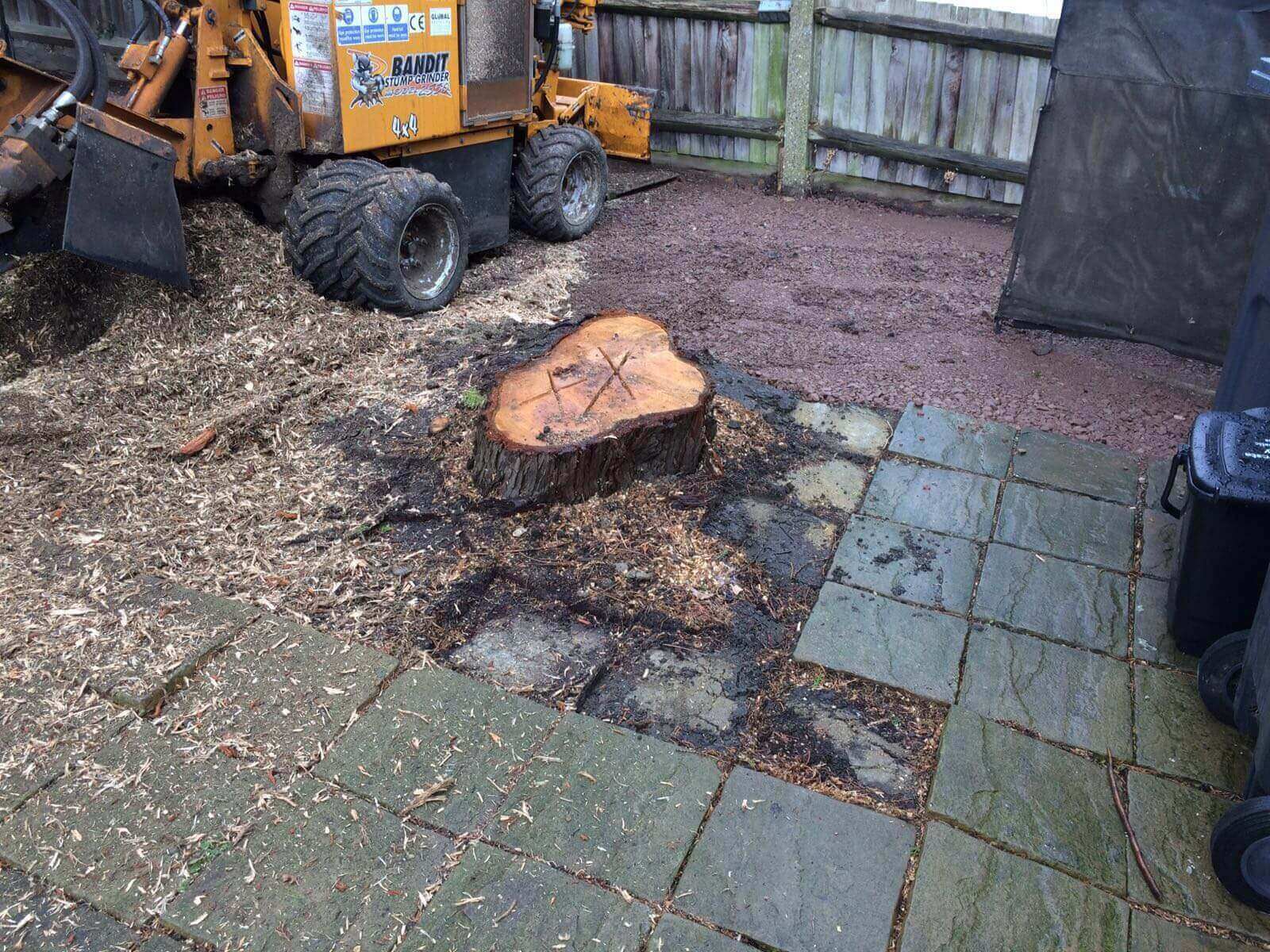 Tree Surgeons Sutton SM1/SM2